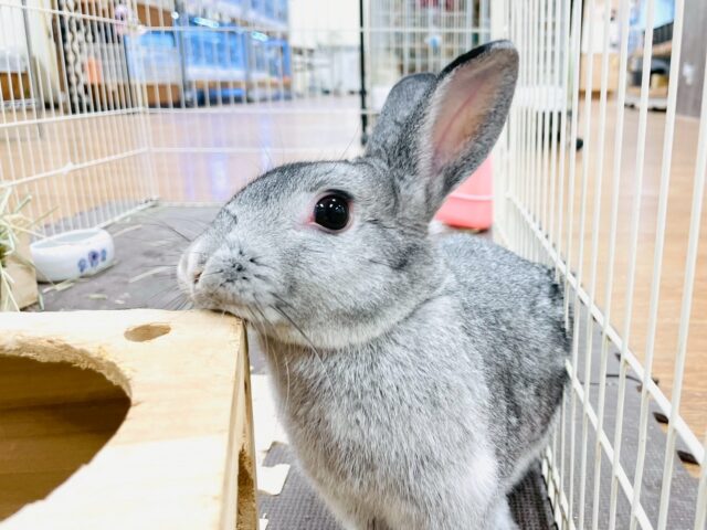 【最新画像】フワフワぬいぐるみみたい🩶ミニウサギ（女の子）