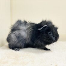 クールなカラー😎黒モルちゃん登場🖤アビシニアンモルモット（男の子）