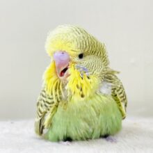 もふもふにっこり😊ゴキゲンなジャンボセキセイインコちゃん（ヒナ）