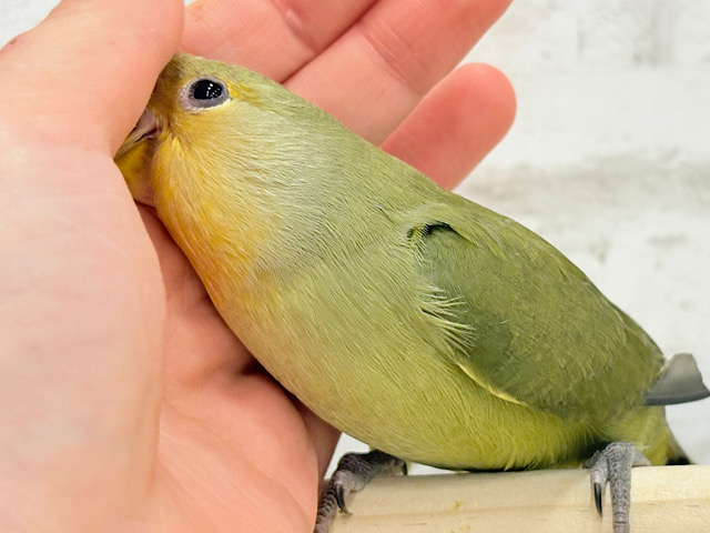 【最新画像更新🪄ひとり餌‪になりました☆】ふんわり優しい抹茶ちゃん🍵🍡コザクラインコ(オリーブ) ヒナ