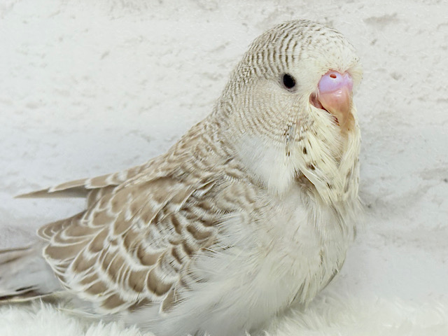 【最新画像更新🪄】声高らかに♬元気よく🐣🌾ジャンボセキセイインコ(ノーマル) ヒナ
