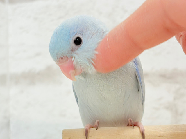 【最新画像更新🪄もうすぐひとり餌‪☆】アイスブルーの輝き🐣❄️マメルリハ(アメリカンホワイト) ヒナ 男の子