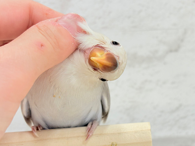 【最新画像更新🪄】藤色の優しい世界🐣🪻コザクラインコ(バイオレットシナモン) ヒナ