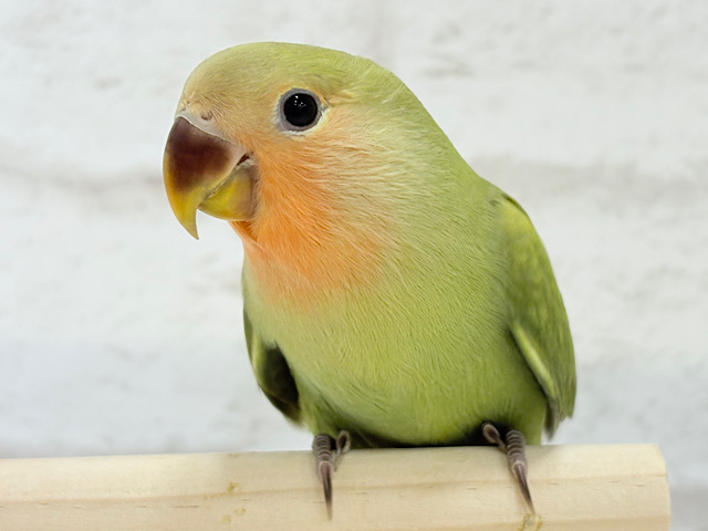 【最新画像更新🪄ひとり餌になりました‪☆】おめめきらきらよもぎちゃん🍡🍵コザクラインコ(シナモン) ヒナ