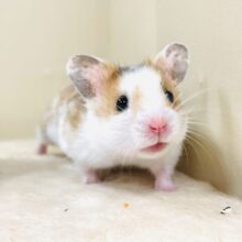 まだら模様が可愛いハムちゃん🐹✨カラーハムスター（男の子）