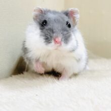 とろけるハムちゃん🐹ジャンガリアンハムスター（ブルーパイド）