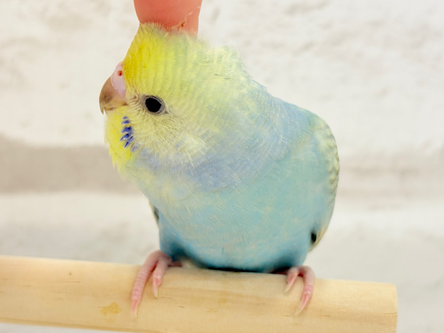 【最新画像・動画更新🪄ひとり餌‪になりました☆】おめめくりくり.*･ﾟレインボー🐣🪇セキセイインコ(パステルカラーレインボー) ヒナ