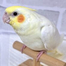 オカメインコ  ルチノー  ‪🧡‬‪🐥🤍⟡.*