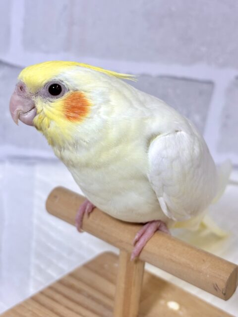 オカメインコ  ルチノー  ‪🧡‬‪🐥🤍⟡.*
