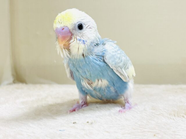 爽やかクリームソーダ🩵💛セキセイインコ（パステルレインボースパングル）ヒナ