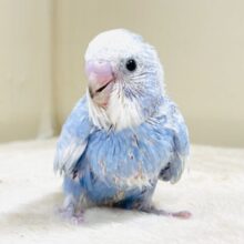 てちてち歩いて元気いっぱい🩵セキセイインコ（スパングル）ヒナ
