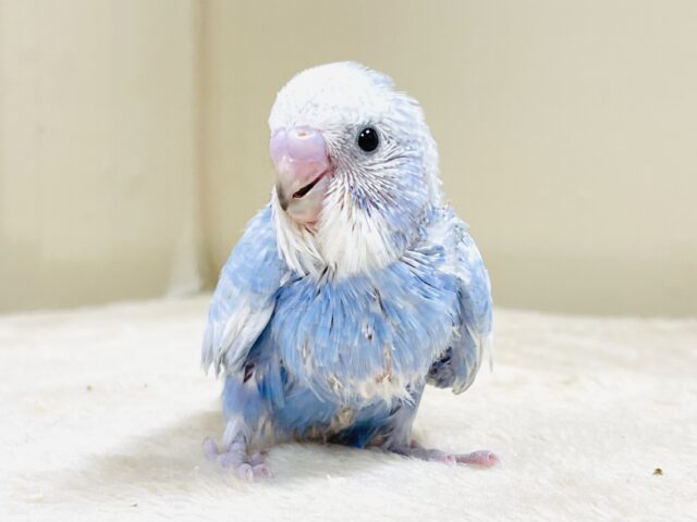 てちてち歩いて元気いっぱい🩵セキセイインコ（スパングル）ヒナ