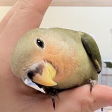 【最新画像】ぽわっと可愛いお顔で登場〜❣️コザクラインコちゃん❣️(ノーマル)ヒナ