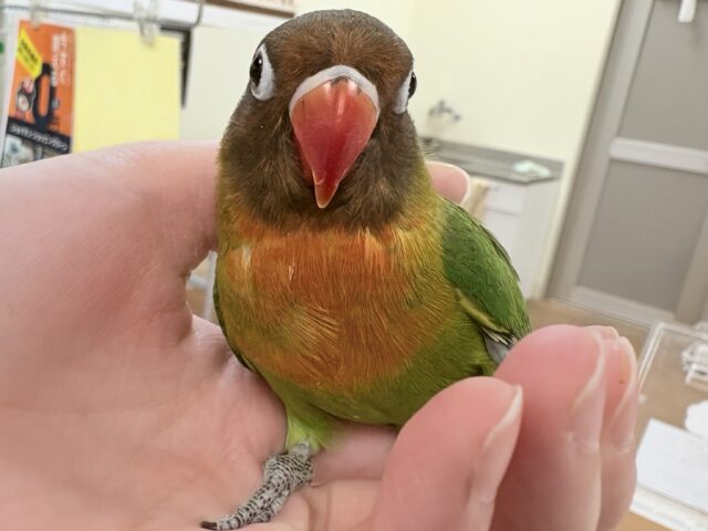 【最新画像🪄💫ひな餌2回】派手派手に成長するよ❣️ボタンインコちゃん❣️(キエリ)ヒナ