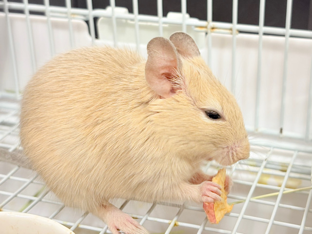 ‪【最新画像更新🪄】☆てんしんらんまん‪☆デグー(サンド)女の子