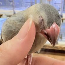 【最新画像🪄💫ひな餌2回】べリべリ可愛い白色ほっぺ💕桜文鳥さん❣️(ヒナ)