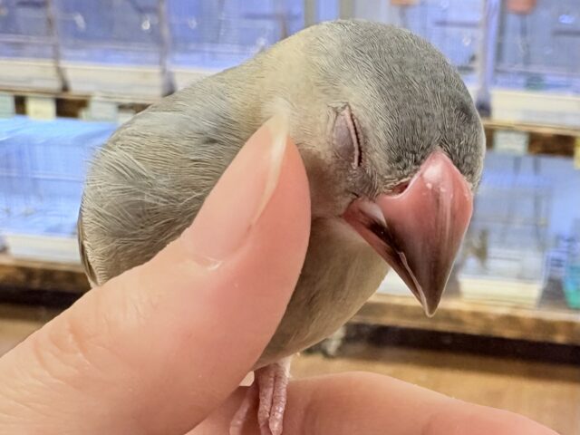 【最新画像🪄💫ひな餌2回】べリべリ可愛い白色ほっぺ💕桜文鳥さん❣️(ヒナ)