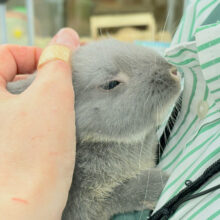 【最新画像 ・動画更新🪄】なでなで大好き♡ネザーランドドワーフ(ブルーオター)男の子