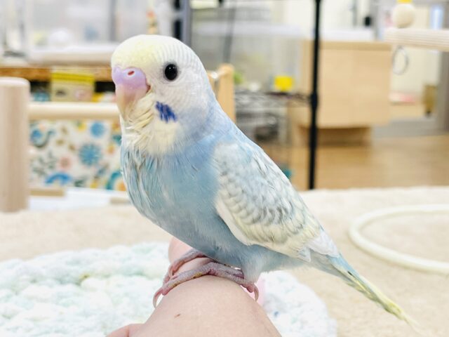【最新画像】ほわほわ癒しの雰囲気〜️🫧セキセイインコ(パステルレインボースパングル)ヒナ