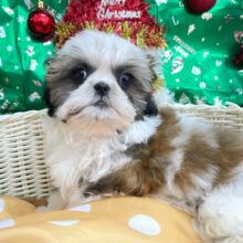 ぶちゃかわ💖シーズー(ホワイト＆ゴールド)‎🤍🥇男の子💙2025年8月30日生まれ