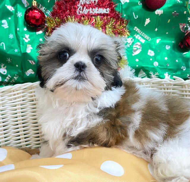 ぶちゃかわ💖シーズー(ホワイト＆ゴールド)‎🤍🥇男の子💙2025年8月30日生まれ