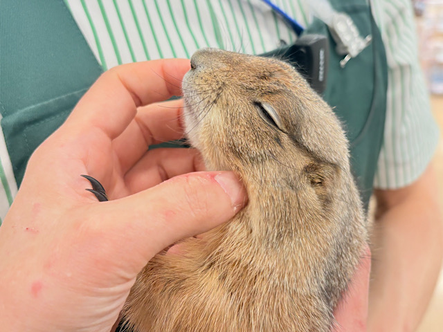 【最新画像・動画更新🪄】ん〜〜っ　ナッツ！！☆彡　　ピーナッツ風なオグロプレーリードッグ　男のコ〜〜