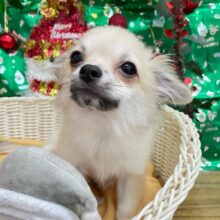 しっぽフリフリ☺ロング・チワワ(フォーン)💙男の子💙2025年7月18日生まれ