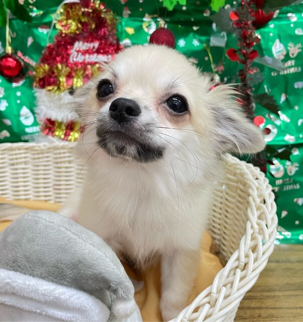 しっぽフリフリ☺ロング・チワワ(フォーン)💙男の子💙2025年7月18日生まれ