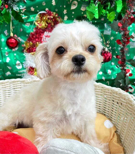 テンション高め💖ハーフ犬(チワワ✖️トイプードル)(アプリコット＆ホワイト)🤎🤍女の子💕‪2025年5月26日生まれ