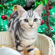 ちょっとツンデレな私💖アメリカンショートヘアー(シルバータビー)🩶🖤女の子💕‪2025年7月17日生まれ