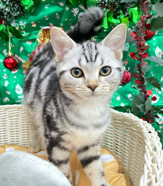 ちょっとツンデレな私💖アメリカンショートヘアー(シルバータビー)🩶🖤女の子💕‪2025年7月17日生まれ