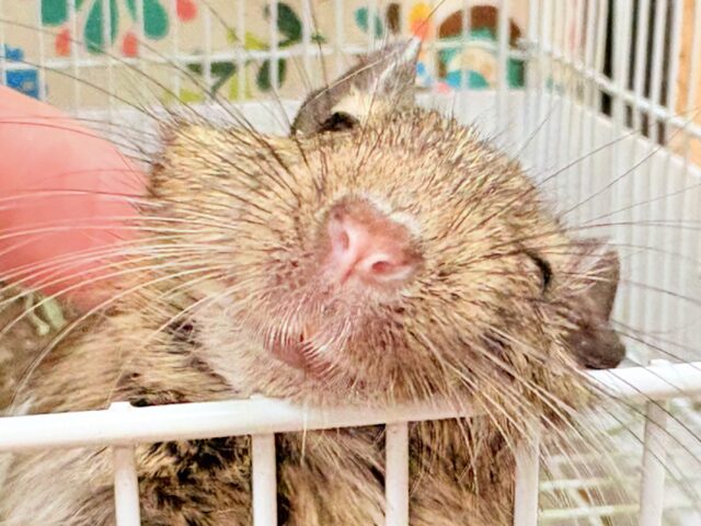 これから大きくなるんだ☺️ミニミニサイズのデグーちゃん（パイド）男の子