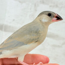 【最新画像更新🪄】ぶんぶんっ🐣🌸桜文鳥 ヒナ