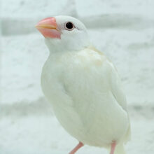 【最新画像更新🪄】純白の眠りヒナ🐣🤍アルビノ文鳥 ヒナ
