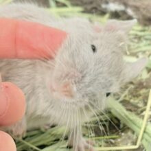 【最新画像更新🪄💫】輝きシルバー✨️なレアカラー🎧⛓️🩶デグー(女の子)