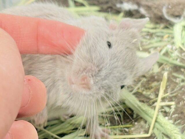 【最新画像更新🪄💫】輝きシルバー✨️なレアカラー🎧⛓️🩶デグー(女の子)