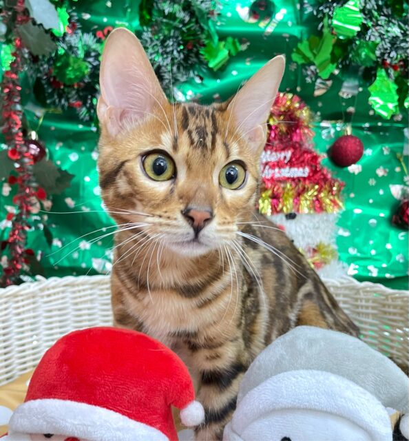 ⭐️イケメン登場⭐️ベンガル(ブラウンスポテッドタビー)💛‪🤎男の子💙2025年7月10日生まれ