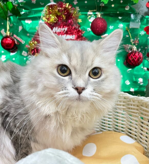 💙美しいBLUE💙ラガマフィン(ブルータビー)💙女の子💖2025年5月25日生まれ