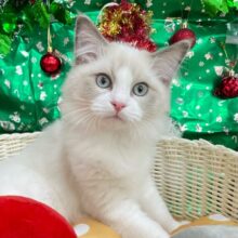 まん丸なお顔💖ラグドール(ブルーポイントバイカラー)💙男の子💙2025年7月24日生まれ