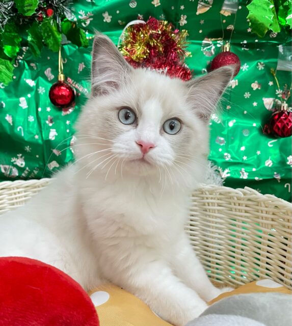 まん丸なお顔💖ラグドール(ブルーポイントバイカラー)💙男の子💙2025年7月24日生まれ