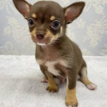 なでなでして💖スムースチワワ(チョコレートタン＆ホワイト)🍫🍼男の子💙2025年9月27日生まれ