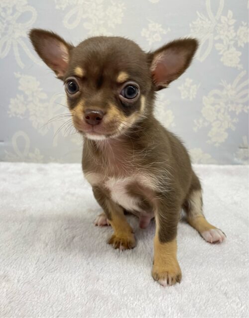 なでなでして💖スムースチワワ(チョコレートタン＆ホワイト)🍫🍼男の子💙2025年9月27日生まれ