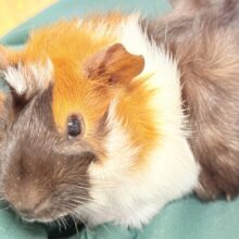 【最新画像】甘×辛🤎‎🤍🖤ビターなカラー✨️アビシニアンモルモットくん❣️(男の子)