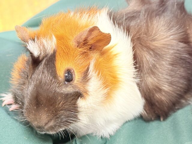 【最新画像】甘×辛🤎‎🤍🖤ビターなカラー✨️アビシニアンモルモットくん❣️(男の子)