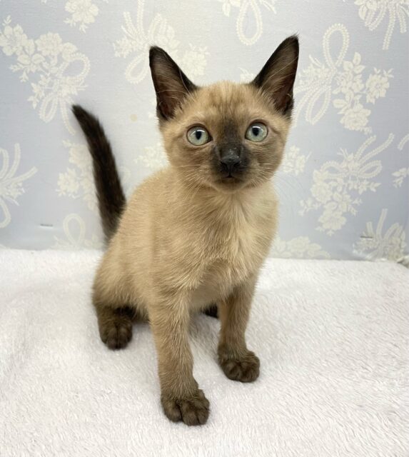 ✨甘えん坊さん✨バーミーズ(シャンパン)🥂男の子💙2025年9月27日生まれ