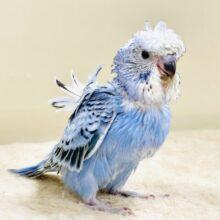 天使の羽がついたカッパちゃん🪽セキセイインコ（オパーリン）ヒナ