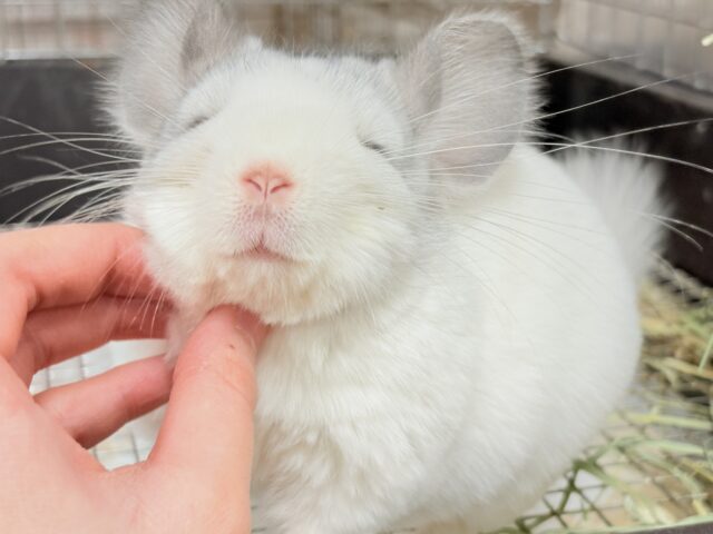 【最新画像更新🪄︎︎✨】可愛さフル稼働❣️もふっとまんまるチンチラちゃん(パイド)女の子