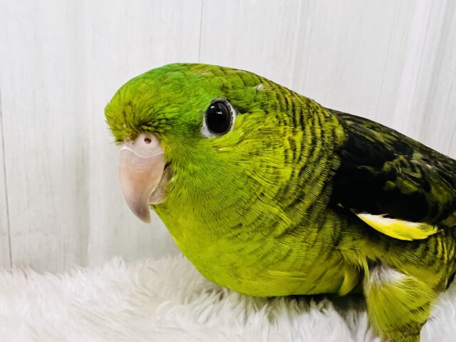 1人は嫌(;o;)寂しがりやのサザナミインコの男の子！