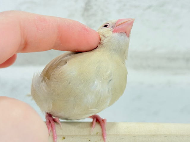 【最新画像更新🪄ひとり餌‪になりました☆】ぬくぬく一緒に過ごそうよ~♩♩シナモン文鳥 ヒナ