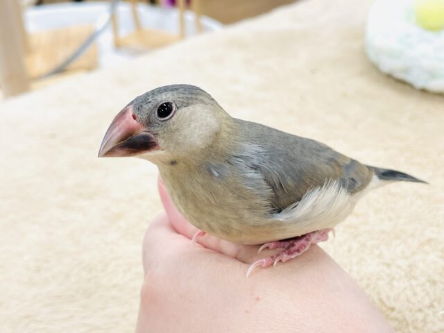【最新画像★ひな餌卒業】大人の階段登る〜🎶桜文鳥ちゃん